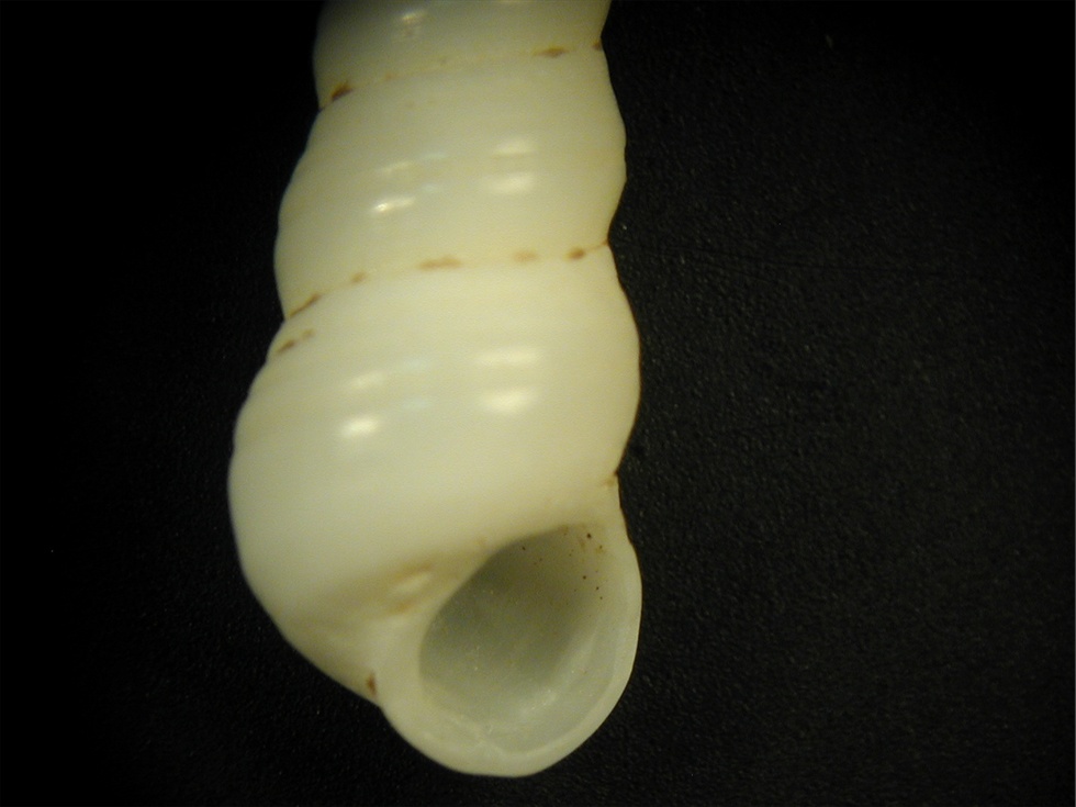 Mesalia mesal e Mesalia  brevialis?